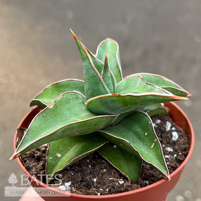 4p! Sansevieria Blue Kew /Snake Plant /Mother-in-Law Tongue /Tropical