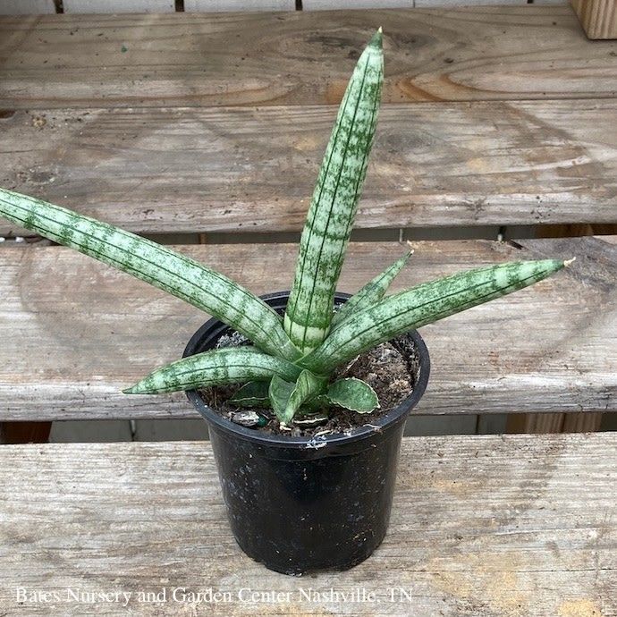 4p! Sansevieria Boncel Starfish Black /Snake Plant /Mother-in-Law Tongue /Tropical