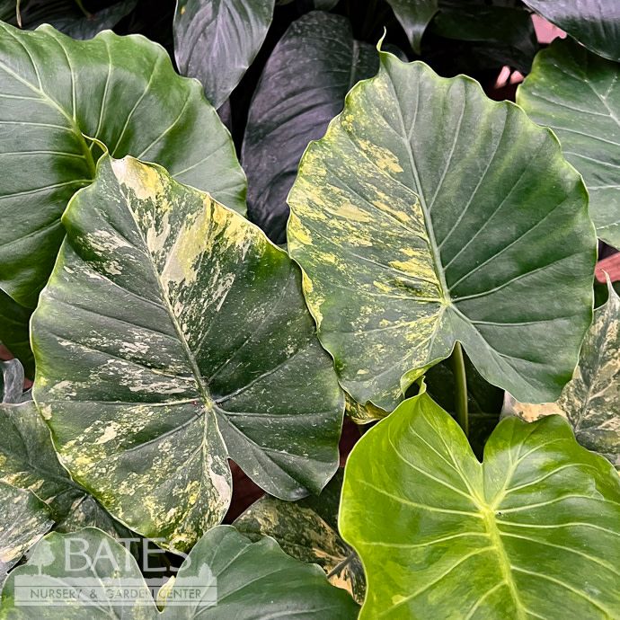 4p! Alocasia Gageana Aurea Variegated /Tropical