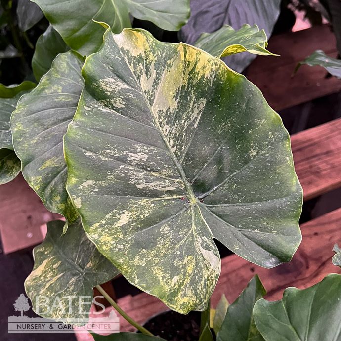 4p! Alocasia Gageana Aurea Variegated /Tropical