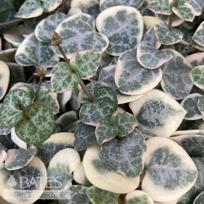 4.5hb! String of Hearts Variegated Hanging Basket /Tropical