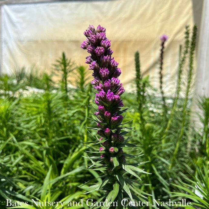#1 Liatris spica Kobold/ Gayfeather, Blazing Star Native (TN)