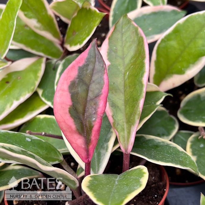 4p! Hoya Flamingo Dream /Wax Plant Asst /Tropical