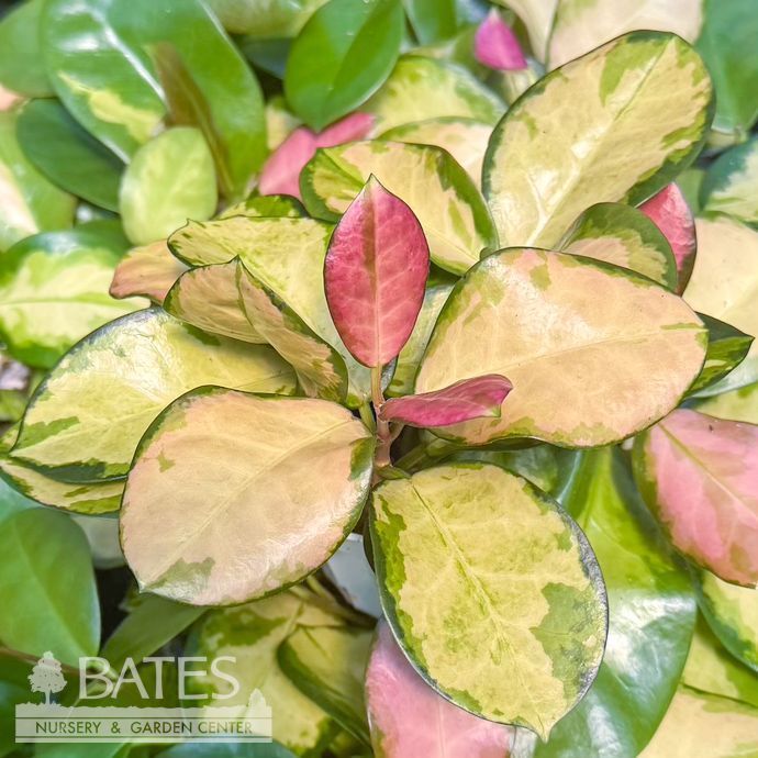 4p! Hoya Australis Lisa Asst /Tropical