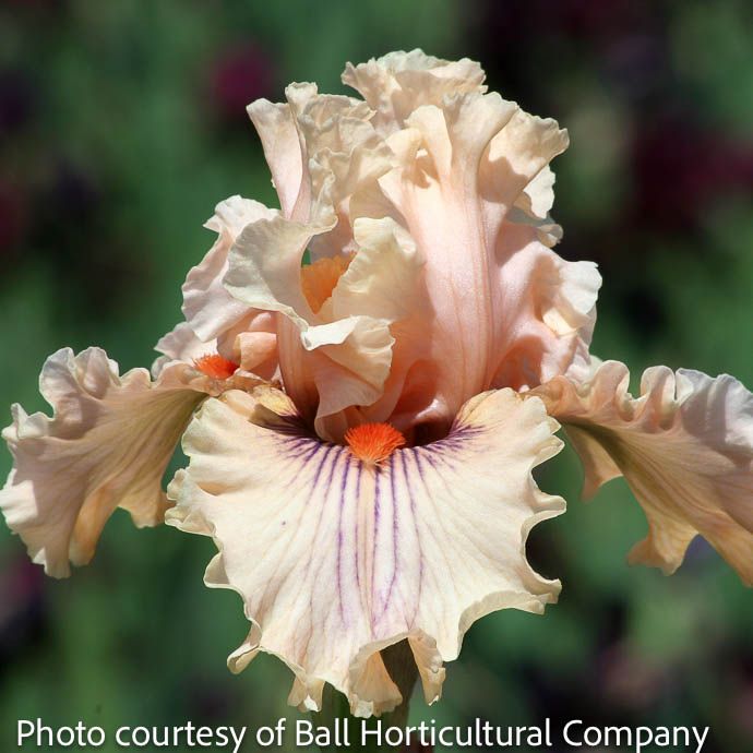 #1 Iris germ Center Line/ Pink German Bearded