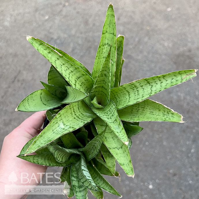 5p! Sansevieria Crown Jewel /Snake Plant /Mother-in-Law Tongue /Tropical