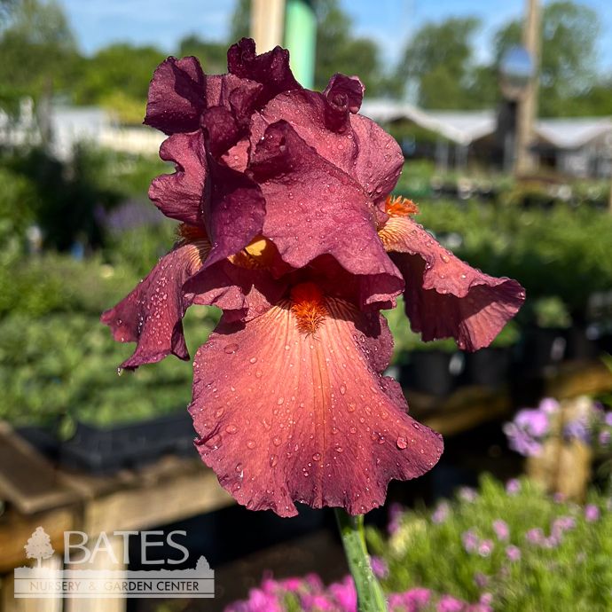 #1 Iris germ Iconic/ Burgundy German Bearded