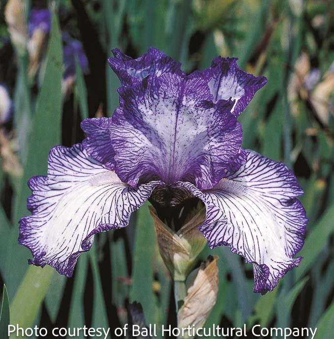 #1 Iris germ Autumn Circus/ White, Blue German Bearded