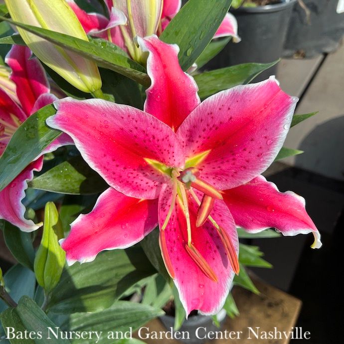 #1 Lilium After Eight/ Magenta Oriental Lily