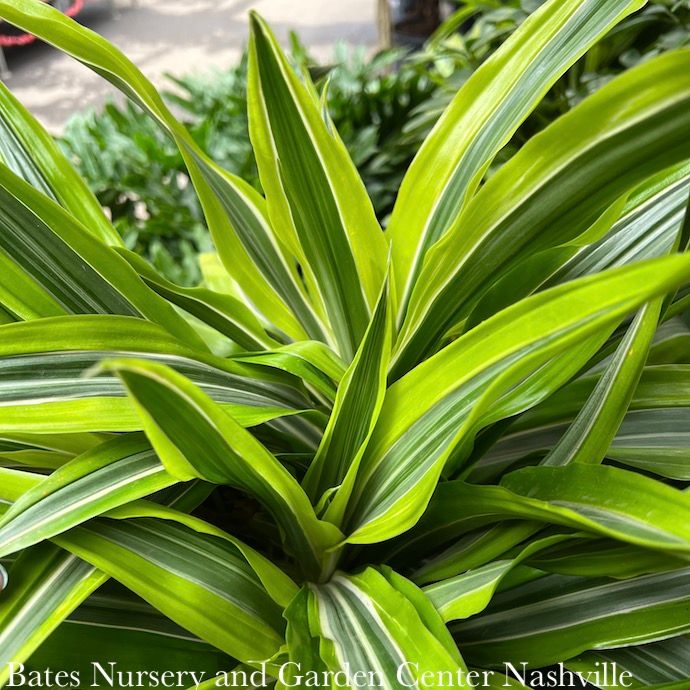 10p! Dracaena war Gold Star/Lemon Lime Tip /Tropical
