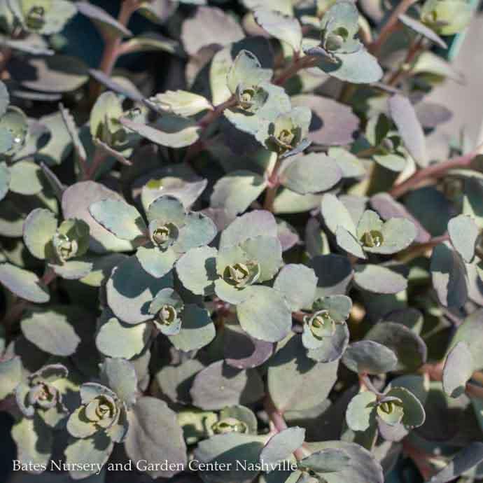 #1 Sedum  x Razzleberry, Sunsparkler 'Dazzleberry'/ Stonecrop
