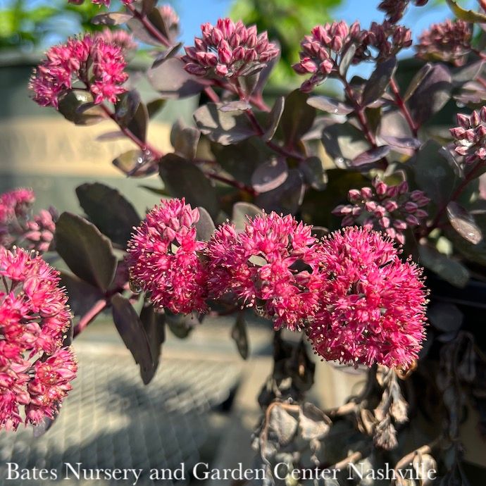 #1 Sedum  x Razzleberry, Sunsparkler 'Dazzleberry'/ Stonecrop