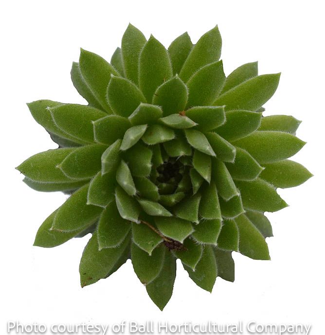 QP Sempervivum Spring Beauty/ Hens and Chicks