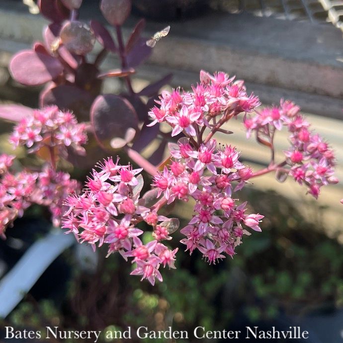 #1 Sedum x SunSparkler 'Cherry Tart'/ Stonecrop