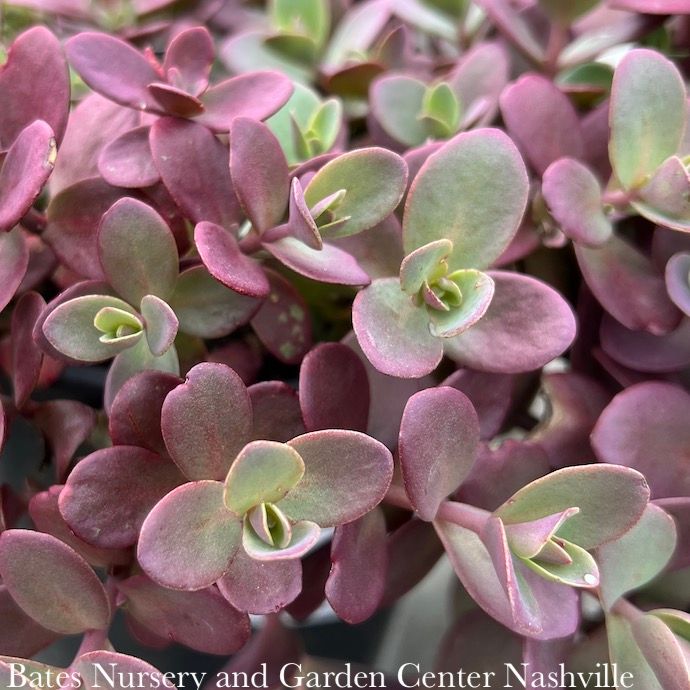 #1 Sedum x SunSparkler 'Cherry Tart'/ Stonecrop