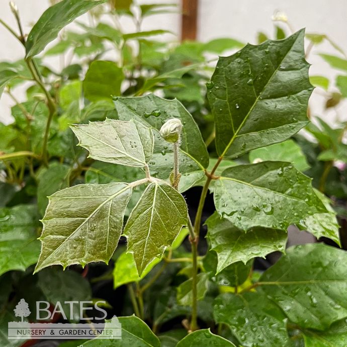 4p! Ivy Cissus Grape Ivy  /Tropical