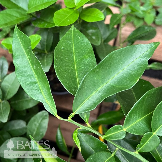 Edible 5p! Citrus Yuzu  BUSH Premium /Tropical - No Warranty