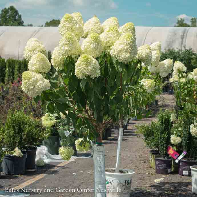 Topiary Patio Tree #7 Hydrangea pan Limelight/ White Panicle