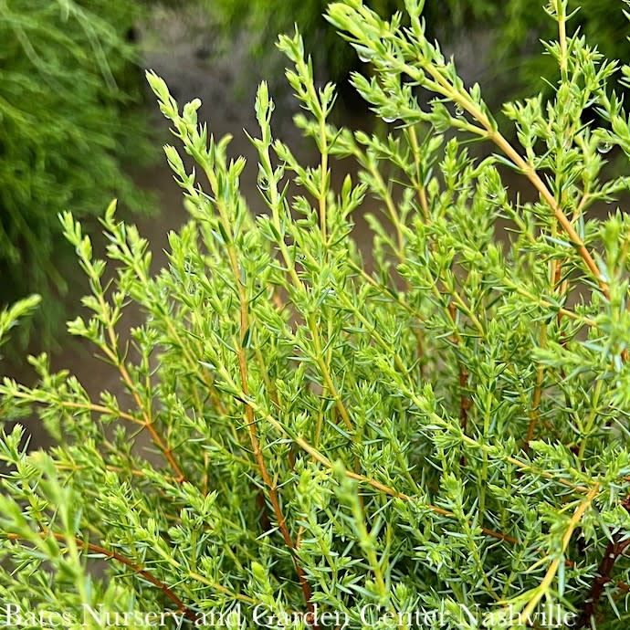 #7 Juniperus com Gold Cone/ Upright Juniper