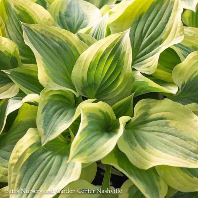 #1 Hosta Golden Tiara/ Green w/ Gold Margins