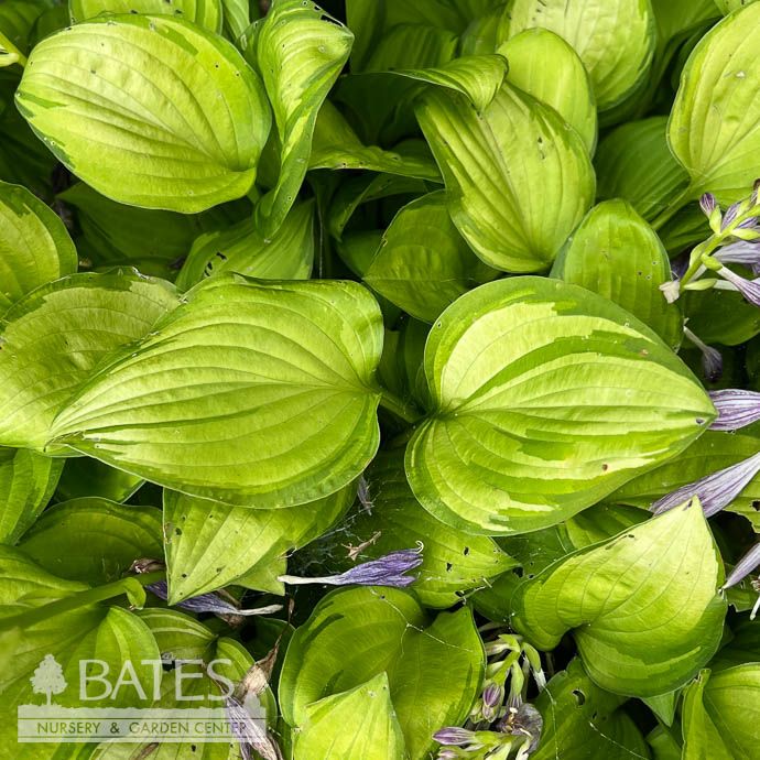 #1 Hosta Golden Tiara/ Green w/ Gold Margins