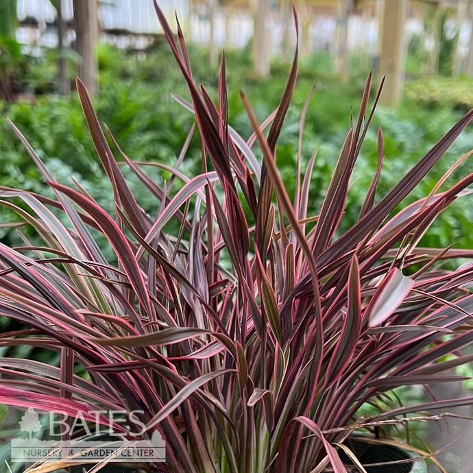 Tropical #1 Phormium tenax Petite Indigo 'Ruby'/ New Zealand Flax