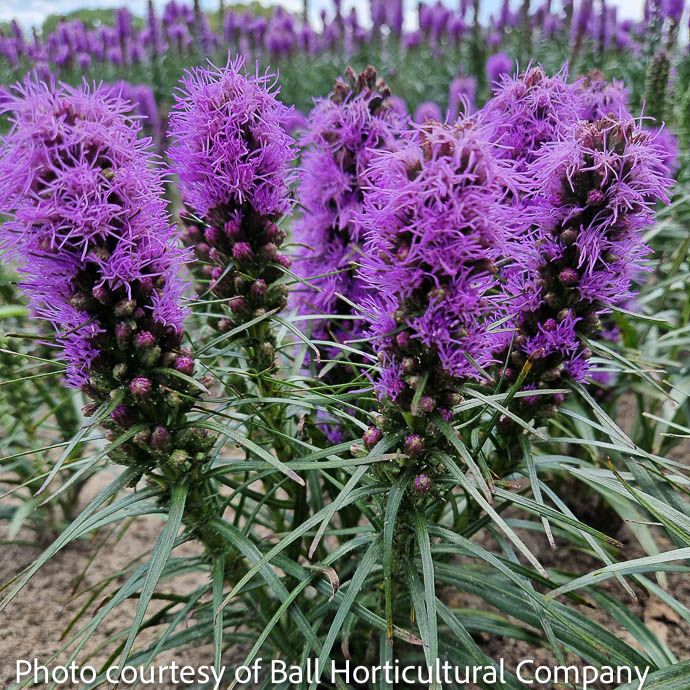 #1 Liatris spica Cobalus/ Purple Dwarf Gayfeather, Blazing Star Native (TN)