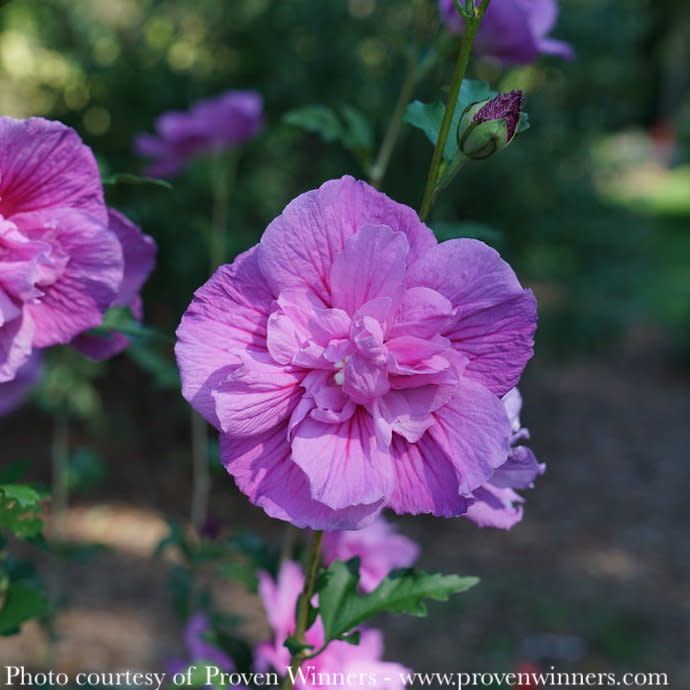 #3 Hibiscus syr PW Dark Lavender Chiffon/ Rose of Sharon/ Althea