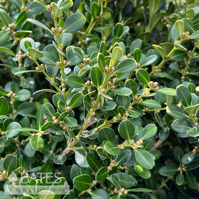 21-24" Buxus micro var japonica Green Beauty/ Boxwood