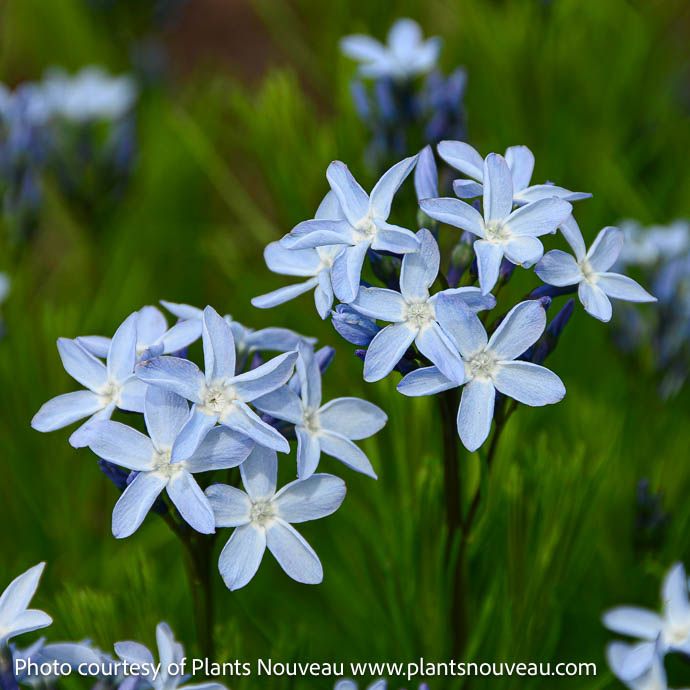 #1 Amsonia ciliata var tenuifolia Verdant Venture/ Compact Bluestar Native (R)
