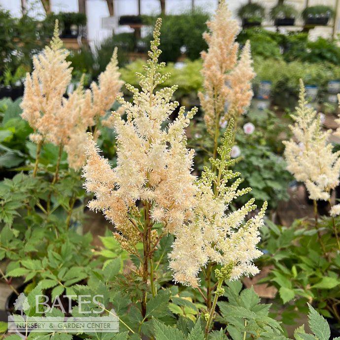 #1 Astilbe chin Diamond And Pearls/ White