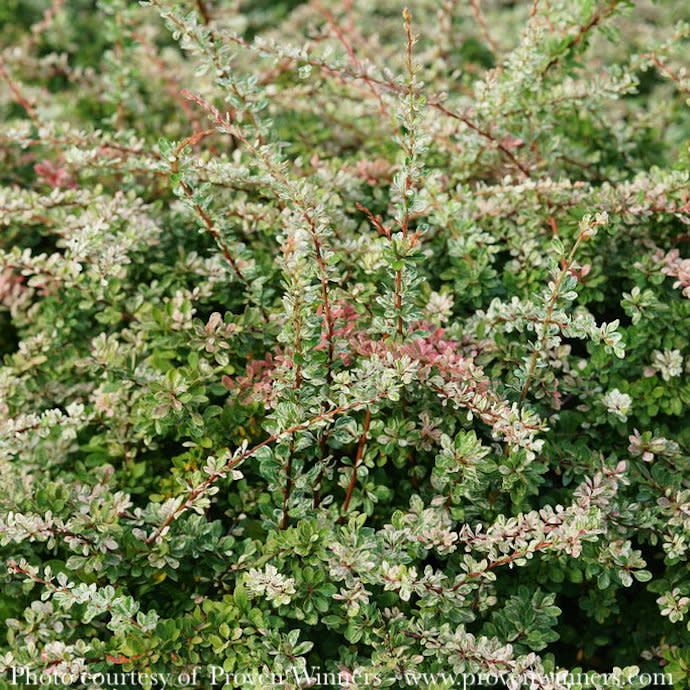 #2 Berberis thun PW Sunjoy Sequins/ Barberry