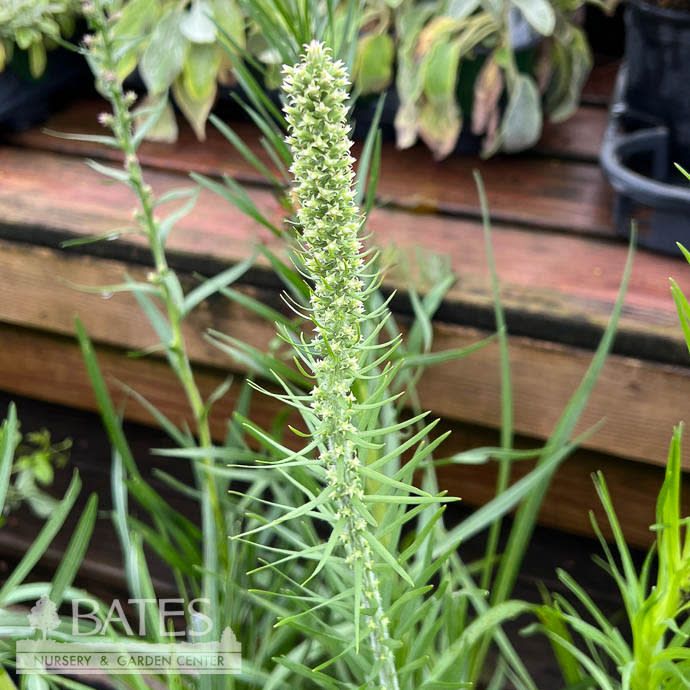 #1 Liatris pycnostachya/ Purple Prairie Blazing Star Native (R)