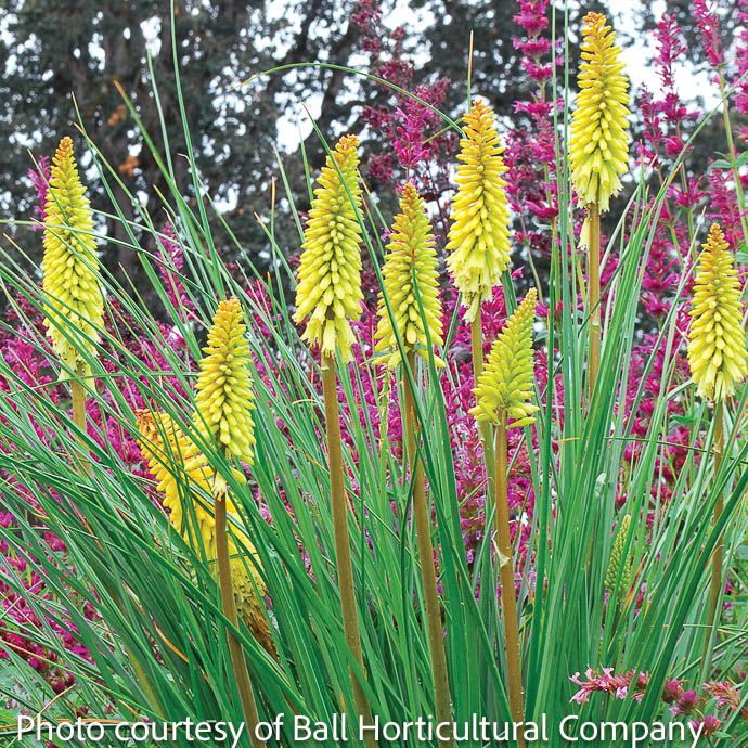 #1 Kniphofia Pineapple Popsicle/ Dwarf Poker