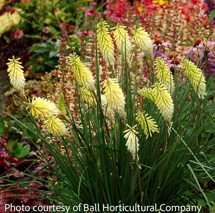 #1 Kniphofia Pineapple Popsicle/ Dwarf Poker