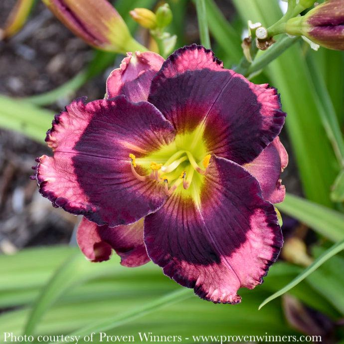 #1 Hemerocallis x PW Rainbow Rhythm 'Storm Shelter'/ Mauve w/ Deep Purple Eye Daylily