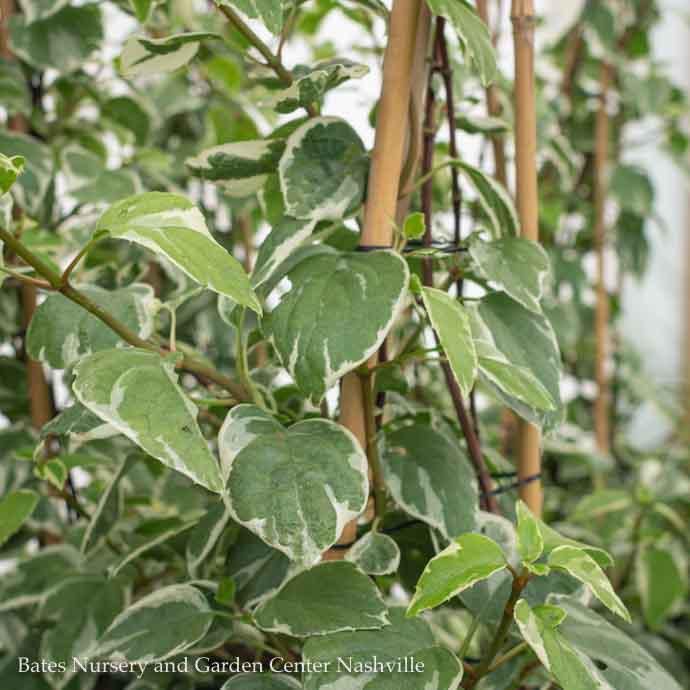 #2 Schizophragma ellip Lacy Hearts/ Climbing False Hydrangea Vine
