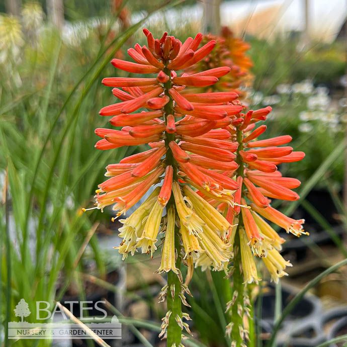 #1 Kniphofia x Poco 'Daybreak'/ Red Hot Poker