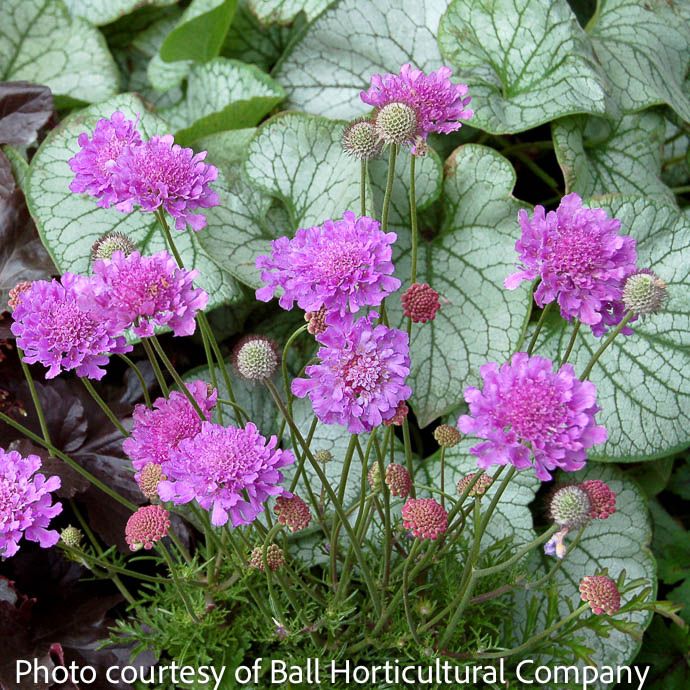 #1 Scabiosa x Vivid Violet/ Pincushion Flower