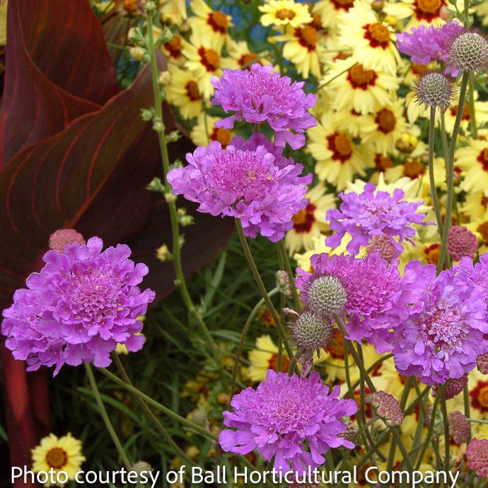 #1 Scabiosa x Vivid Violet/ Pincushion Flower