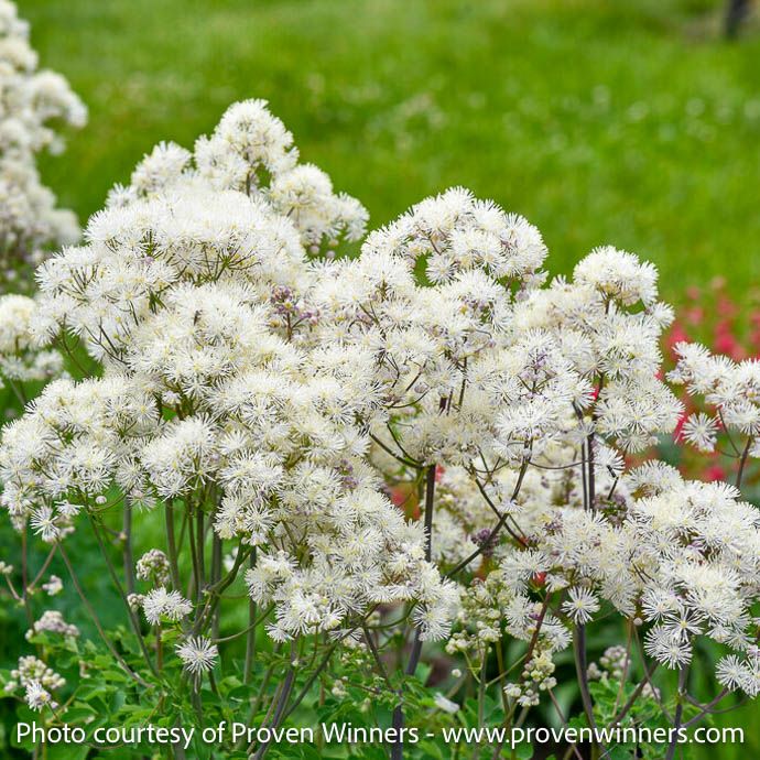 #1 Thalictrum x PW Cotton Ball/ White Meadow Rue