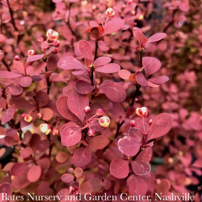 #1 Berberis thun Orange Rocket/ Compact Upright Barberry