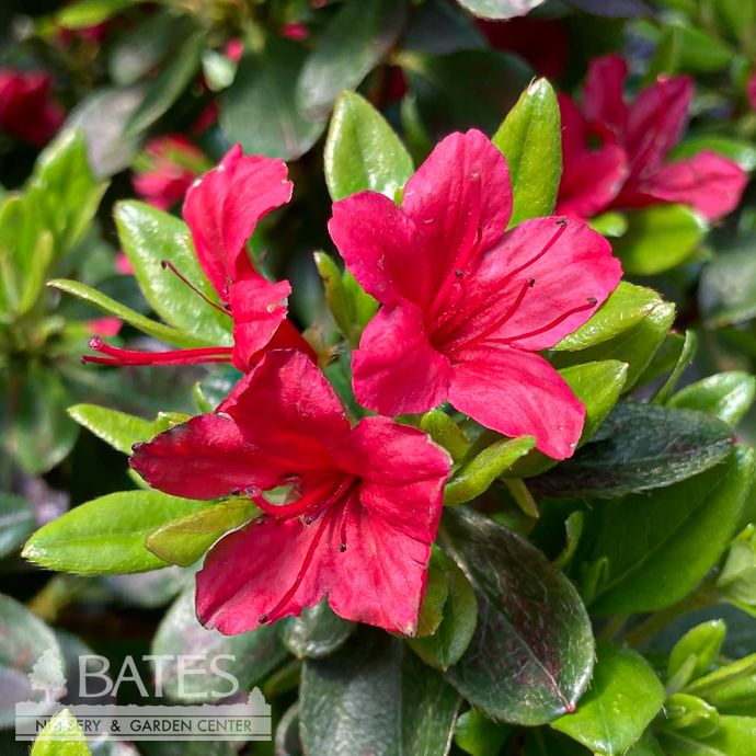 #2 Azalea x Hino-crimson (Kurume hybrid)/ Red