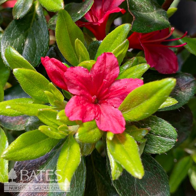 #2 Azalea x Hino-crimson (Kurume hybrid)/ Red