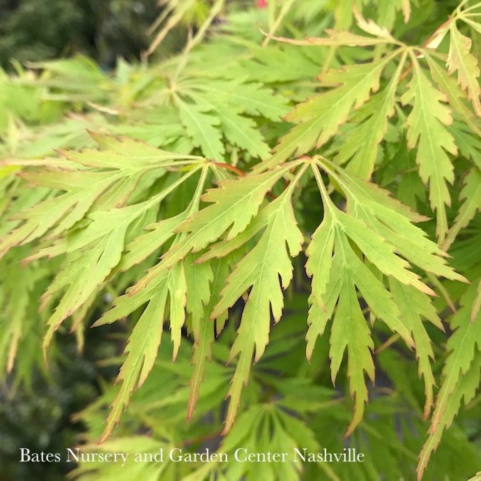 #5 Acer pal var diss Waterfall/ Green Weeping Japanese Maple