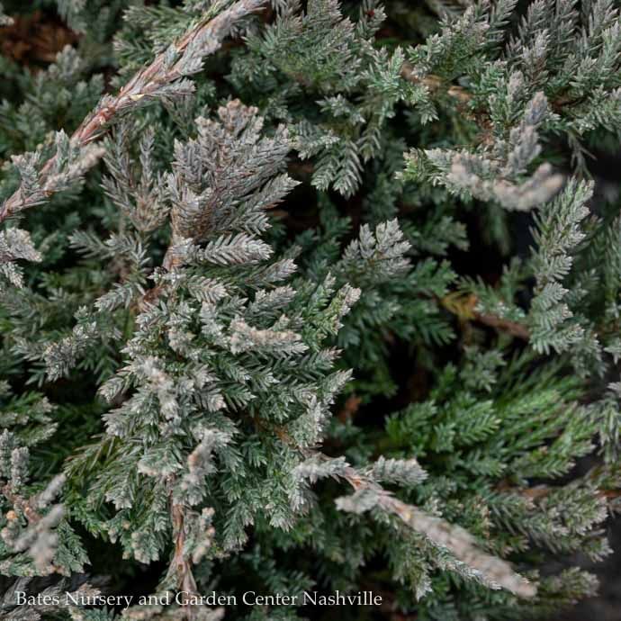 #2 Juniperus horiz Blue Chip/ Creeping Juniper