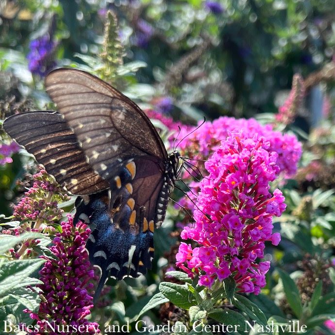 #1 Buddleia x PW Pugster PINKER/ Dwarf Butterfly Bush