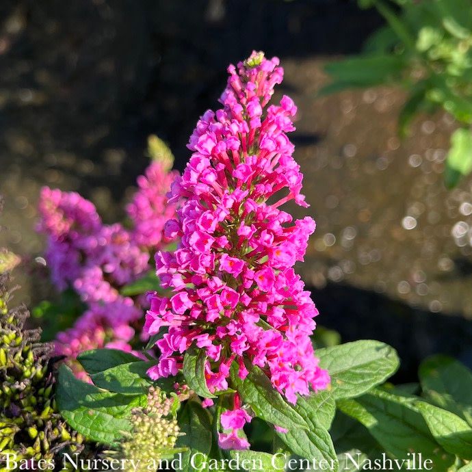 #1 Buddleia x PW Pugster PINKER/ Dwarf Butterfly Bush