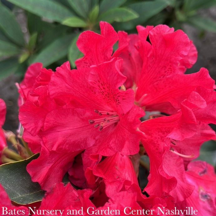 #2 Rhododendron x Jean Marie de Montague/ Red - No Warranty