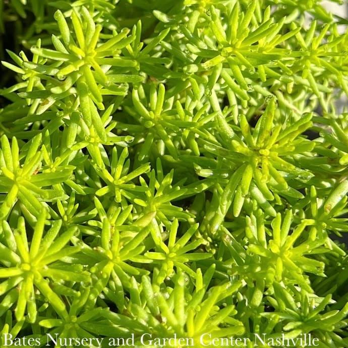 #1 Sedum Sunsparkler 'Angelina's Teacup'/ Dwarf Stonecrop
